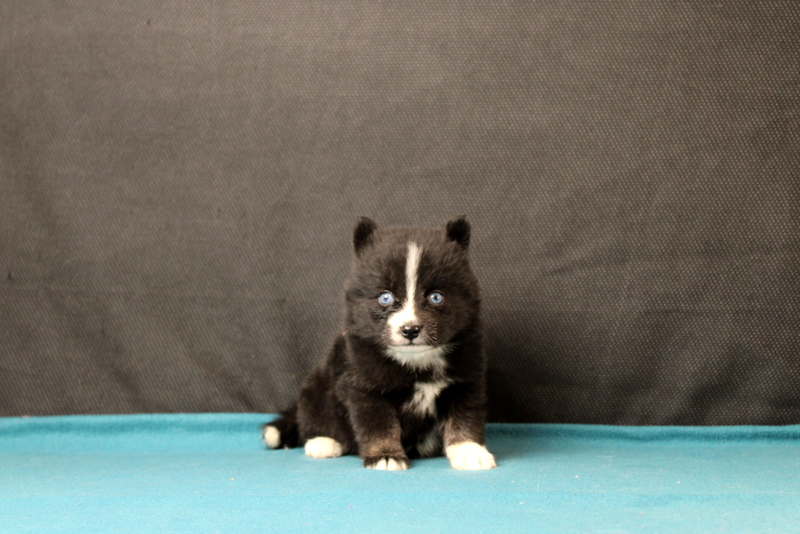 puppy, for, sale, Pomsky, Matthew B. Stoltzfus, dog, breeder, Gap, PA, dog-breeder, puppy-for-sale, forsale, nearby, find, puppyfind, locator, puppylocator, aca